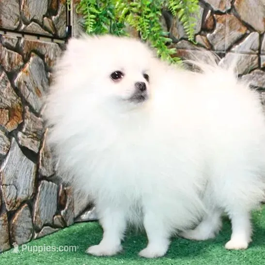 AKC Nelia White female 5lbs – Pomeranian puppy on hold in Colville, WA