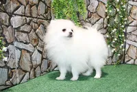 AKC Nelia White female 5lbs, a female Pomeranian for sale in Colville, WA – Photo 1 of 10