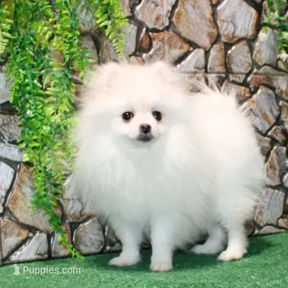 AKC Nelia White female 5lbs, a female Pomeranian for sale in Colville, WA – Photo 3 of 10