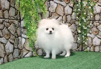 AKC Nelia White female 5lbs, a female Pomeranian for sale in Colville, WA – Photo 3 of 10
