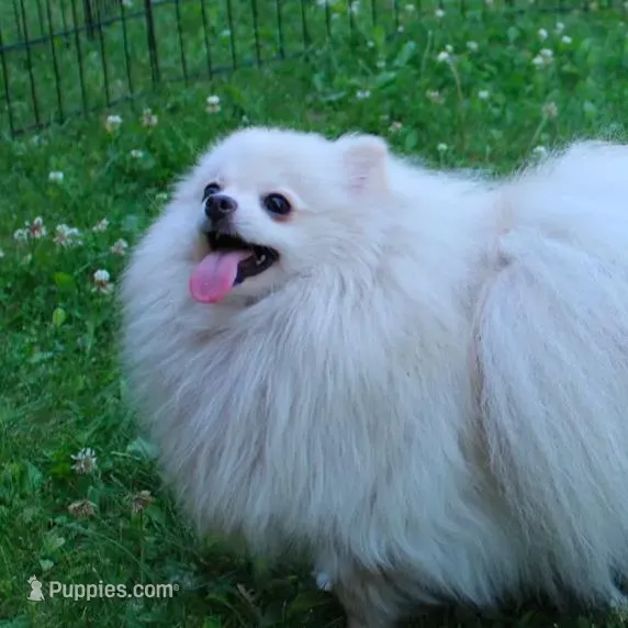 AKC Nelia White female 5lbs, a female Pomeranian for sale in Colville, WA – Photo 10 of 10