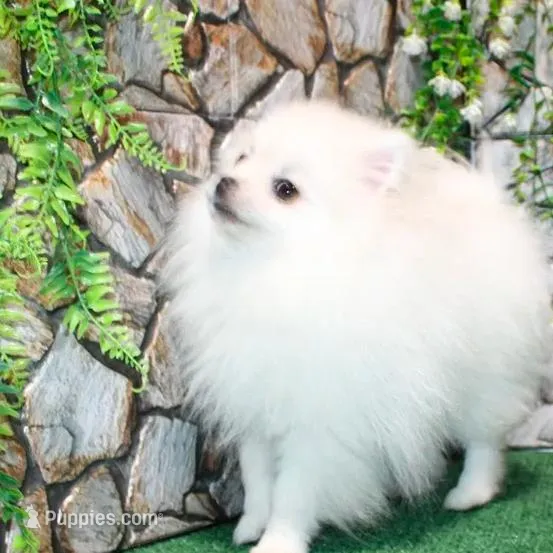 AKC Nelia White female 5lbs, a female Pomeranian for sale in Colville, WA – Photo 4 of 10