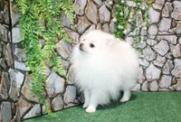 AKC Nelia White female 5lbs, a female Pomeranian for sale in Colville, WA – Photo 4 of 10