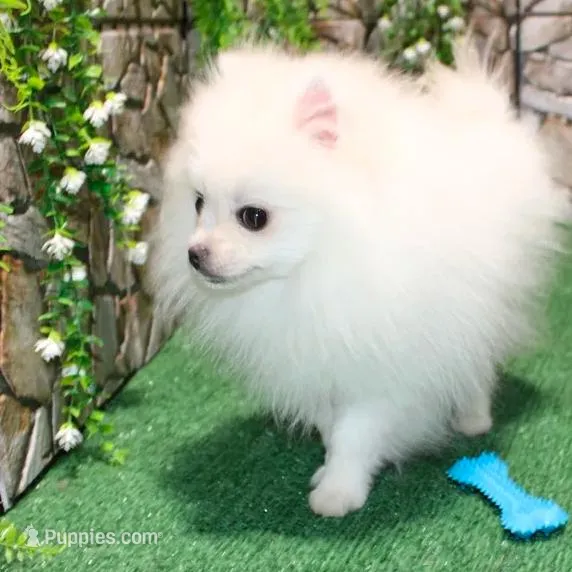 AKC Nelia White female 5lbs, a female Pomeranian for sale in Colville, WA – Photo 7 of 10
