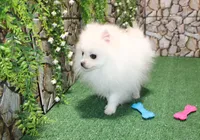 AKC Nelia White female 5lbs, a female Pomeranian for sale in Colville, WA – Photo 7 of 10