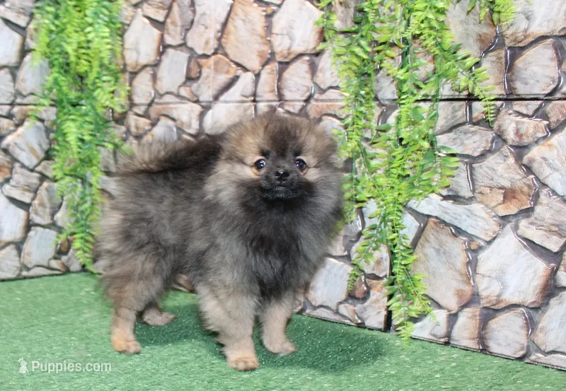 AKC Laron Black and Tan Sable male Pom - 6 lbs as adult – Pomeranian puppy for sale in Evans, WA