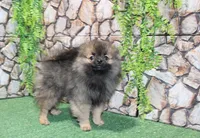 AKC Laron Black and Tan Sable male Pom - 6 lbs as adult, a male Pomeranian for sale in Evans, WA – 1 of 7