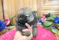 AKC Dunka - Red Sable Female Pom 5.5 lbs, a female Pomeranian for sale in Colville, WA – 2 of 8