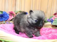 AKC Briel' Red Sable Female Pomeranian - 5 pounds as adult, a female Pomeranian for sale in Evans, WA – 8 of 9