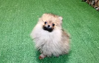 AKC Darina - Red Sable Female Pom - 4 lbs as adult, a female Pomeranian for sale in Colville, WA – 7 of 7