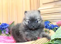 AKC Briel' Red Sable Female Pomeranian - 5 pounds as adult, a female Pomeranian for sale in Evans, WA – 3 of 9