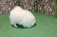 AKC Pupsik white male Pom - 8+ lbs as adult, a male Pomeranian for sale in Colville, WA – 5 of 8