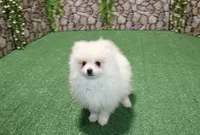 AKC Pupsik white male Pom - 8+ lbs as adult, a male Pomeranian for sale in Colville, WA – 8 of 8