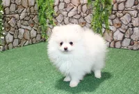 AKC Petunia - White Female - 5.5 pounds, a female Pomeranian for sale in Colville, WA – 5 of 6