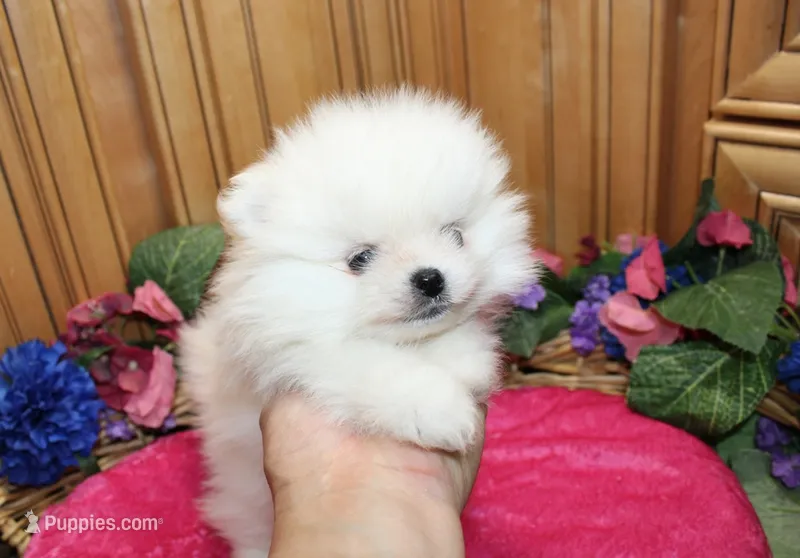 AKC Darianka - White female Pom - 5 lbs as adult – Pomeranian puppy for sale in Colville, WA