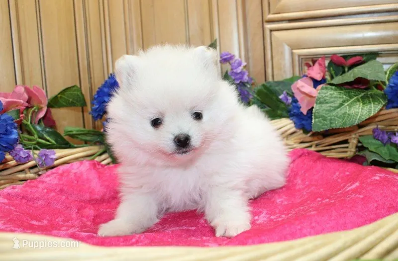 AKC Marshmallow Girl - 4.5 lbs – Pomeranian puppy for sale in Colville, WA