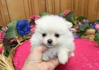AKC Frolina White female Pomeranian - 5.5 lbs as adult, a female Pomeranian for sale in Evans, WA – 5 of 6