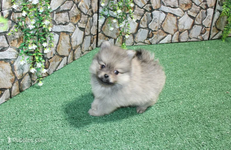 AKC Krosh Sable Pom 6 lbs as adult – Pomeranian puppy for sale in Evans, WA
