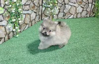AKC Krosh Sable Pom 6 lbs as adult, a male Pomeranian for sale in Evans, WA – 1 of 9