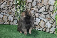 AKC Laron Black and Tan Sable male Pom - 6 lbs as adult, a male Pomeranian for sale in Evans, WA – 3 of 7