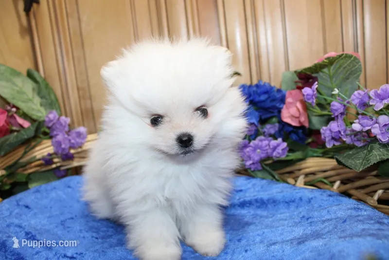 AKC Dariy - White male Pom - 5 lbs as adult – Pomeranian puppy for sale in Colville, WA