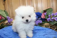 AKC Dariy - White male Pom - 5 lbs as adult, a male Pomeranian for sale in Colville, WA – 1 of 7
