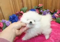 AKC Dalinka - White female Pom - 5 lbs as adult, a female Pomeranian for sale in Colville, WA – 5 of 6