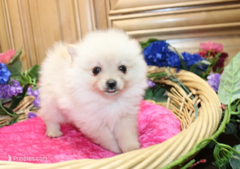 AKC Falina Cream female Pom - 4.5 lbs as adult – Pomeranian puppy for sale in Evans, WA
