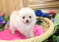 AKC Falina Cream female Pom - 4.5 lbs as adult, a female Pomeranian for sale in Evans, WA – 1 of 10