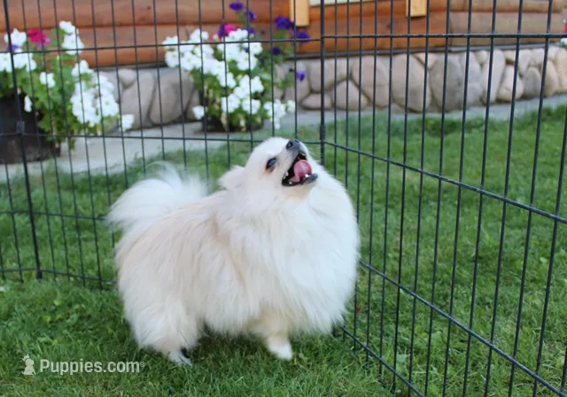 AKC Lark Orange male - 6 lbs as adult – Pomeranian puppy for sale in Colville, WA