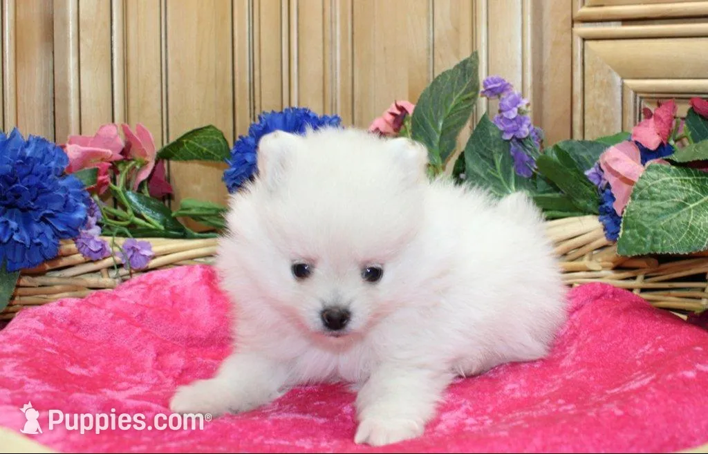 AKC Marshmallow Girl - 4.5 lbs, a female Pomeranian for sale in Colville, WA – Photo 5 of 10
