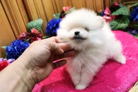 AKC Darianka - White female Pom - 5 lbs as adult, a female Pomeranian for sale in Colville, WA – 6 of 6