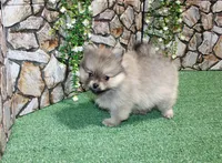 AKC Krosh Sable Pom 6 lbs as adult, a male Pomeranian for sale in Evans, WA – 2 of 9