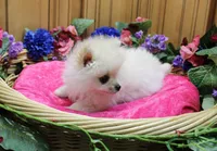 AKC Sasha - White female Pom - 5 lbs as adult, a female Pomeranian for sale in Colville, WA – 2 of 6