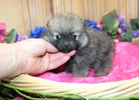 AKC Dunka - Red Sable Female Pom 5.5 lbs, a female Pomeranian for sale in Colville, WA – 8 of 8
