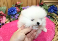 AKC Dalinka - White female Pom - 5 lbs as adult, a female Pomeranian for sale in Colville, WA – 2 of 6