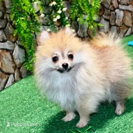 AKC Raya Red Sable 3.5lbs, a female Pomeranian for sale in Colville, WA – Photo 8 of 10