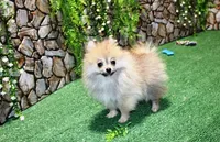 processed/22acd988-51f2-4d72-9af7-ec9854b6d609/listing/8506ea39-802d-4a12-9fee-c36c5d9ea6fb/2d6bf89c-9d92-4312-8142-e90a783670d1