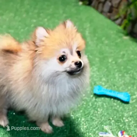 AKC Raya Red Sable 3.5lbs, a female Pomeranian for sale in Colville, WA – Photo 5 of 10