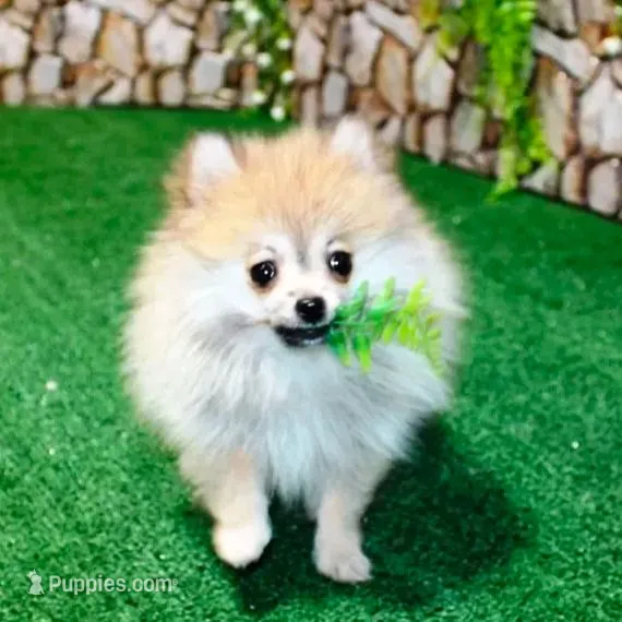 AKC Raya Red Sable 3.5lbs, a female Pomeranian for sale in Colville, WA – Photo 3 of 10