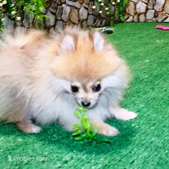 AKC Raya Red Sable 3.5lbs, a female Pomeranian for sale in Colville, WA – Photo 2 of 10