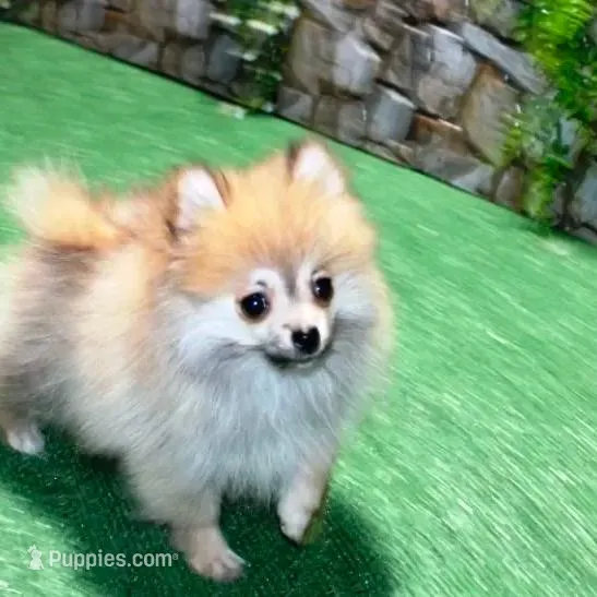 AKC Raya Red Sable 3.5lbs, a female Pomeranian for sale in Colville, WA – Photo 4 of 10