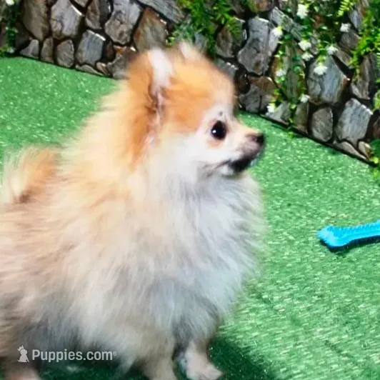 AKC Raya Red Sable 3.5lbs, a female Pomeranian for sale in Colville, WA – Photo 6 of 10