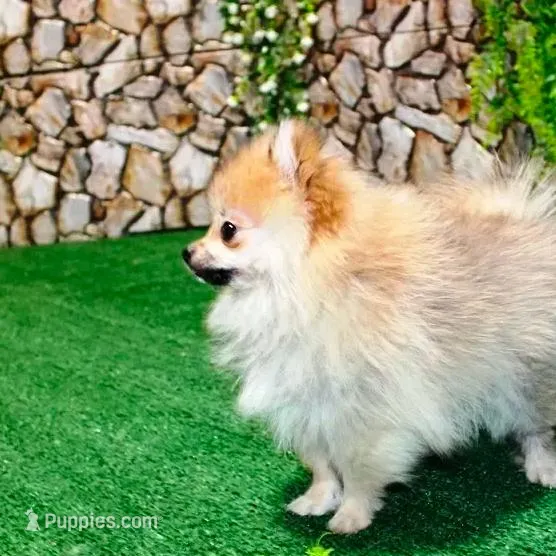 AKC Raya Red Sable 3.5lbs, a female Pomeranian for sale in Colville, WA – Photo 7 of 10