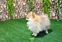 processed/22acd988-51f2-4d72-9af7-ec9854b6d609/listing/8506ea39-802d-4a12-9fee-c36c5d9ea6fb/c27f2aa0-d447-404a-8c37-80dc807b4c9d