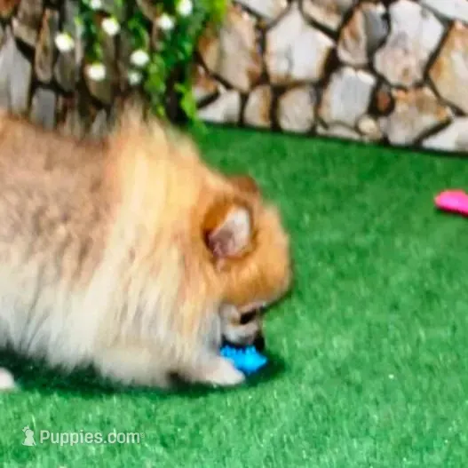 AKC Raya Red Sable 3.5lbs – Pomeranian puppy for sale in Colville, WA