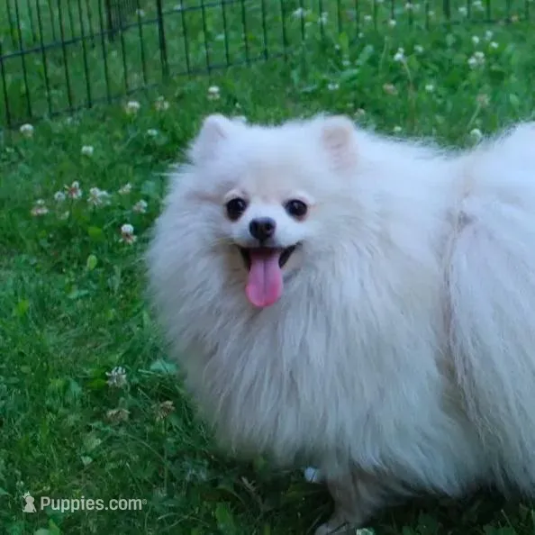 AKC Raya Red Sable 3.5lbs, a female Pomeranian for sale in Colville, WA – Photo 10 of 10