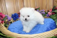 AKC Dariy - White male Pom - 5 lbs as adult, a male Pomeranian for sale in Colville, WA – 5 of 7