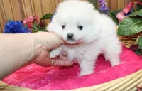 AKC Marshmallow Girl - 4.5 lbs, a female Pomeranian for sale in Colville, WA – Photo 8 of 10