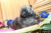 AKC Briel' Red Sable Female Pomeranian - 5 pounds as adult, a female Pomeranian for sale in Evans, WA – 2 of 9